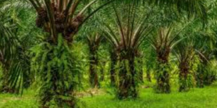 Luwu Utara Krisi Udara Segar, Tata Kelola Ruang Yang Amburadul, Jumat 17/10/25