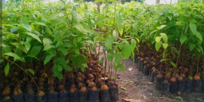 Dinas Pertanian Luwu Gebrak Bantuan Bibit Durian Musangking dan bibit Alpukat, Masyarakat Diharap Memelihara Dengan Baik